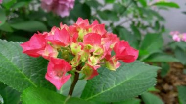 Blooming hydrangea in the garden in summer. Beautiful flowers in the park