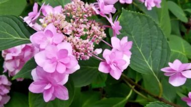 Hydrangea blooms in the garden in summer. It is used for landscaping