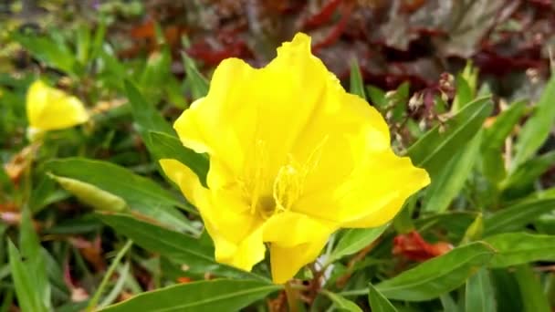 在花园里一朵黄花上的特写 用于香水和医药 — 图库视频影像