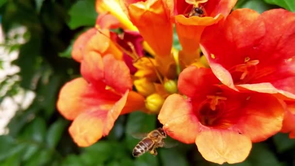 ミツバチの花の上を飛んで表示されます 夏の風景 — ストック動画