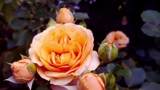 Close Blooming Rose Park Garden — Αρχείο Βίντεο