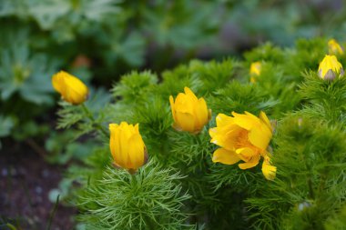 Bahçede ya da parkta sarı çiçekli güzel yeşil çalı