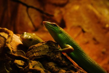 Hayvan parkındaki yeşil, güzel kertenkele manzarası