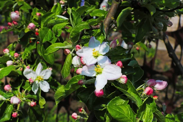 庭や公園に咲くリンゴの木の絵のような春の背景 — ストック写真