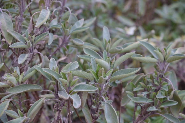 Plantes Aromatiques Fines Herbes Assaisonner Les Trésors — Photo