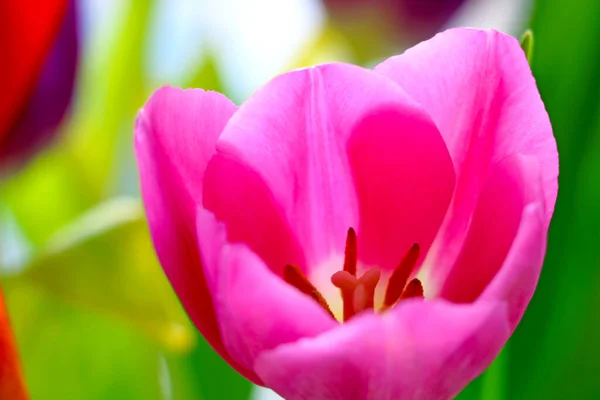 Gros Plan Sur Une Tulipe Rose Fleurs Dans Jardin — Photo