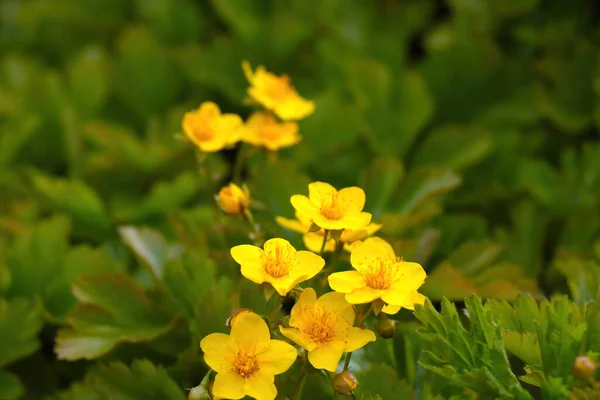 Glade Gula Blommande Blommor Skogen Sommar — Stockfoto