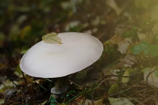 Zicht Een Prachtige Witte Paddestoel Groeiend Een Open Plek Het — Stockfoto