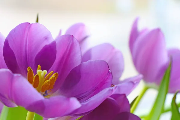 Vue Une Tulipe Fleurs Dans Parc Printemps Été Parfum Parfumé — Photo