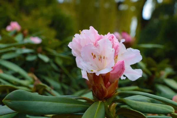 Rododendro Fiore Giardino Primavera Rivitalizzare Natura Una Pianta Medicinale Olio — Foto Stock