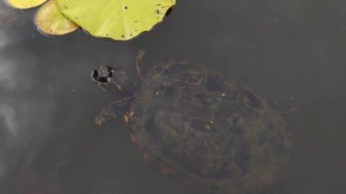 Close-up on a turtle swimming in a small lake