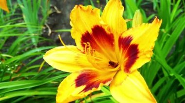 View of a bee in a large blooming lily in the garden