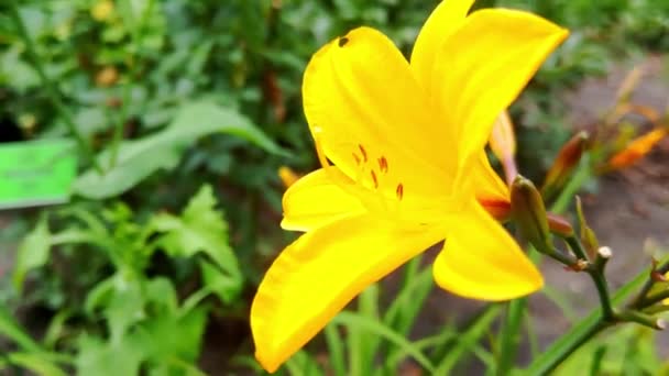 Mooie Bloeiende Gele Lelie Het Park Geurige Geur Lily Wordt — Stockvideo