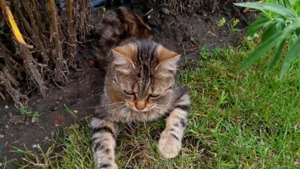 Beautiful Cat Lies Grass Played — Stok video