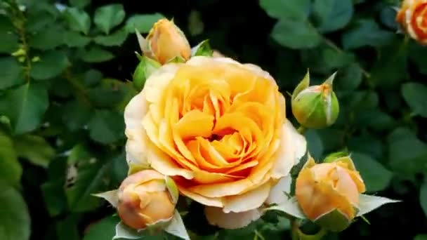 花园里的公园里绽放着一朵盛开的玫瑰花 玫瑰花瓣具有镇静 滋养的特性 也富含维生素 在民间医学中 它被用来治疗皮肤病和眼疾 — 图库视频影像