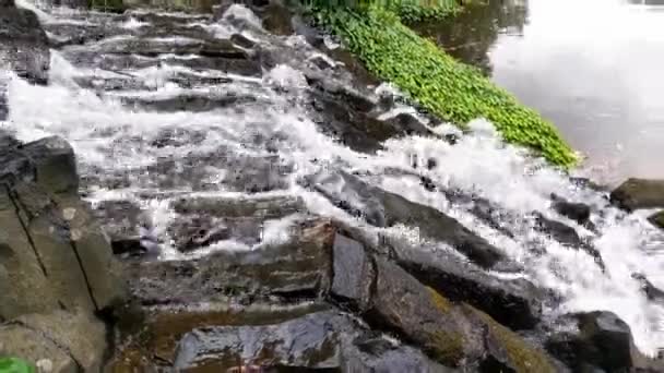 公園内の岩の上を流れる水のクローズアップ — ストック動画