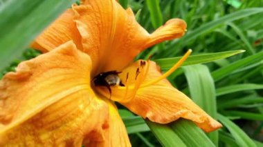 Close-up on a flower with a bee. It sits on a flower, pollen grains get stuck in hairs and it mechanically transfers pollen to another flower