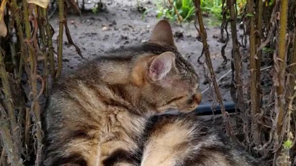 Beautiful Domestic Cat Lies Grass Washes — Αρχείο Βίντεο