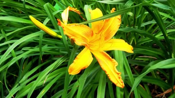 Vue Rapprochée Fleur Jaune Dans Parc Printanier — Video