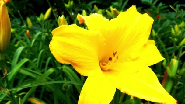 Bahçedeki Sarı Çiçekli Zambağın Yakın Çekimi — Stok video