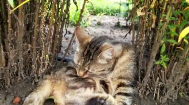 Bir kedi parkta çalıların altında yıkanıyor.