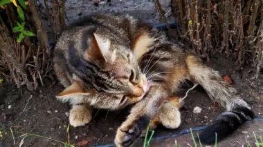 Bahçede yıkanan kedinin yakın çekimi.