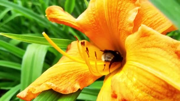 Μια Μέλισσα Κάθεται Ένα Ανθισμένο Λουλούδι Στο Πάρκο — Αρχείο Βίντεο