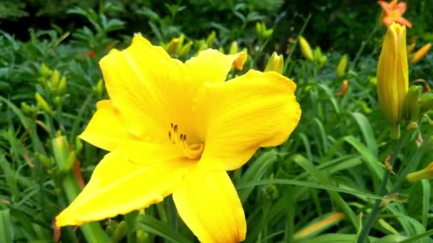 Вид Большую Желтую Лилию Цветущую Саду Парке Летом — стоковое видео