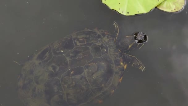Κάτοψη Χελώνας Που Κολυμπάει Στο Νερό Μικρή Λίμνη Στο Πάρκο — Αρχείο Βίντεο
