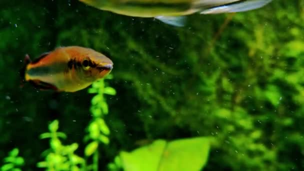 Kleine Vissen Zwemmen Het Water Uitzicht Het Aquarium — Stockvideo