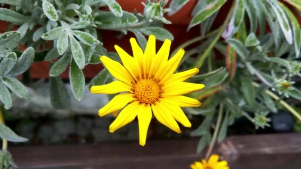 Žlutý Květ Kvete Jaře Zahradě Užitečná Rostlina Používaná Medicíně — Stock video