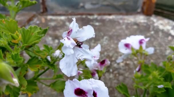 Vue Une Fleur Fleurs Dans Jardin Pendant Pollinisation Des Abeilles — Video