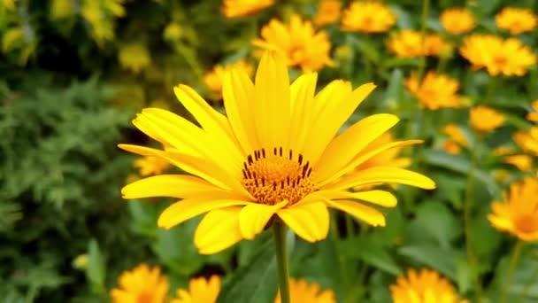 Vacker Gul Blommande Kamomill Parken Våren Eller Sommaren — Stockvideo