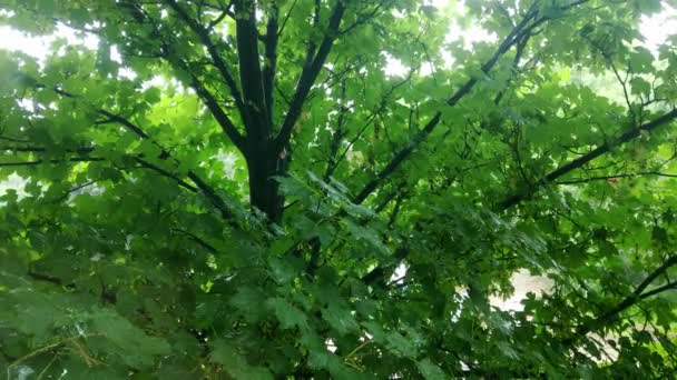 Ağacın Yeşil Yapraklarına Yağmur Yağıyor — Stok video