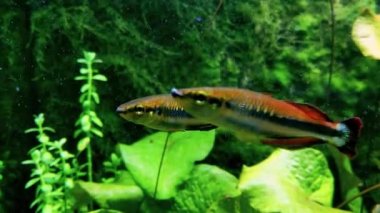 Sudaki iki küçük balığın yakın çekim görüntüsü