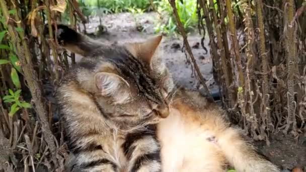 Μια Όμορφη Σπιτική Γάτα Ξαπλώνει Στο Πάρκο Και Πλένεται Κατοικίδια — Αρχείο Βίντεο