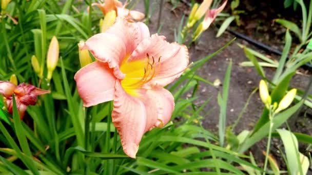 Big Pink Blooming Lily Garden Summer — Stock Video