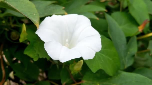 Tropisch Weißer Morgenruhm Ipomoea Alba Mondblume Genannt — Stockvideo