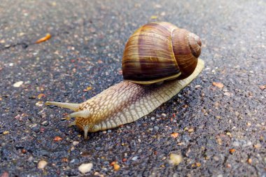 Küçük bahçe salyangozu ıslak yolda sürünüyor.