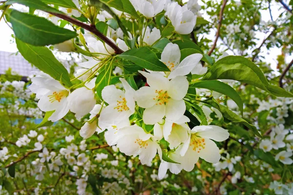 Ramo Florido Uma Macieira Jardim Dia Ensolarado Primavera — Fotografia de Stock