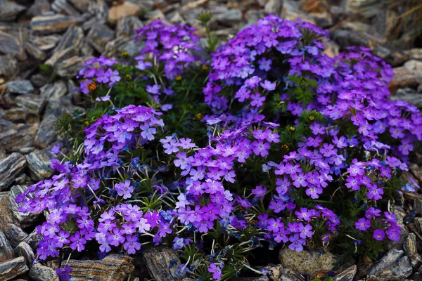 Purple Bunga Abadi Taman Mekar Musim Panas — Stok Foto