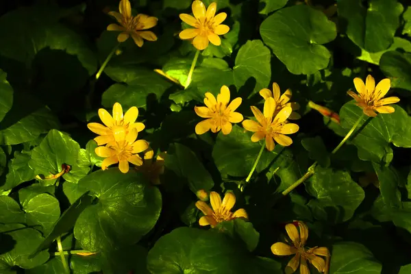 Flores Amarelas Contra Fundo Litros Verdes Parque Verão — Fotografia de Stock
