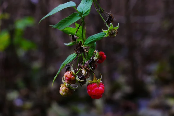 秋天森林里美丽的树莓枝 — 图库照片