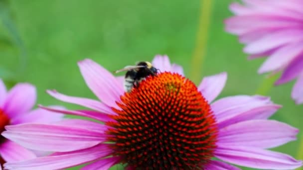 Közelkép Egy Méhről Amint Egy Virágzó Virágon Egy Kertben Vagy — Stock videók