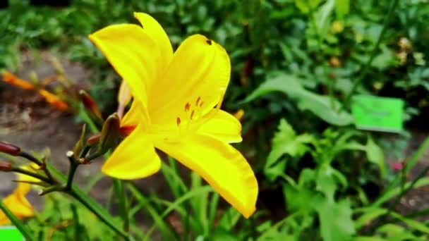Bahçede Açan Güzel Sarı Zambak — Stok video