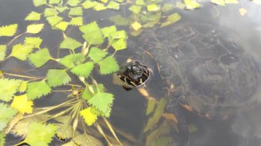 Sudaki bir kaplumbağaya yaklaş. Göletin yeşilinde yüzer