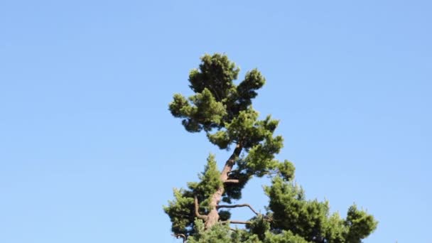 Topo Uma Grande Árvore Verde Contra Céu Azul Vento Desenvolve — Vídeo de Stock