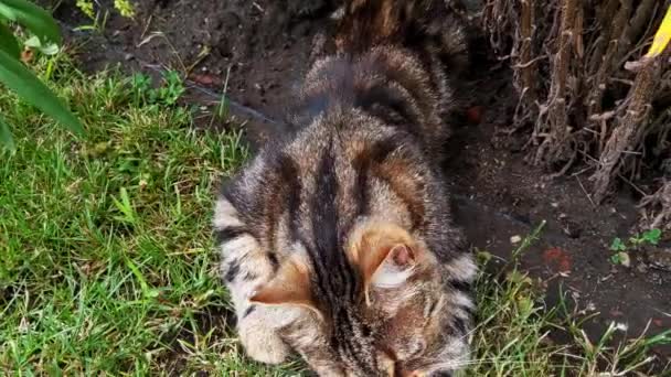 Una Hermosa Casa Juguetona Gato Divertido Encuentra Hierba — Vídeos de Stock