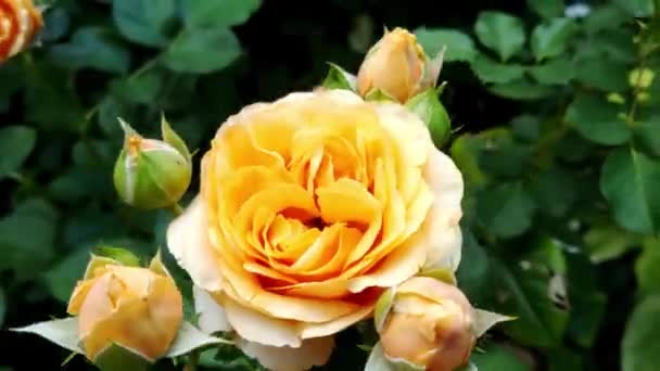 Közelkép Egy Virágzó Narancssárga Rózsáról Kertben — Stock videók