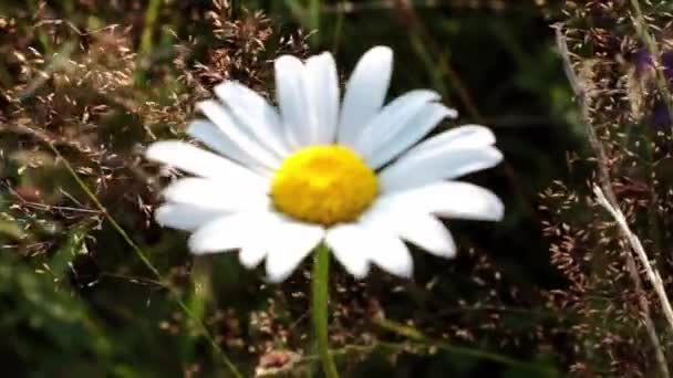 Rozostřený Rozmazané Pozadí Bílý Kvetoucí Heřmánek Větru Parku Nebo Louce — Stock video